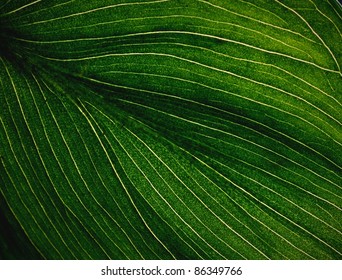 Veins Of A Flowering Dogwood Leaf. Close Up