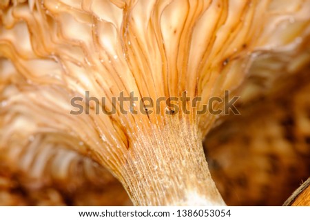 Veins underneath the cap and down the stipe of a Buttercap mushroom (Rhodocollybia butyracea)