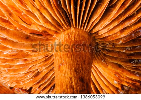 Veins underneath a wild mushroom