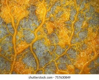 Protista Images Stock Photos Vectors Shutterstock