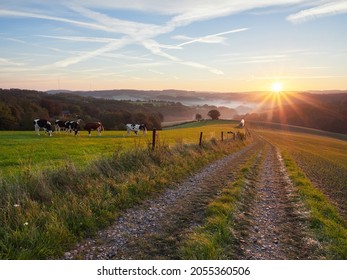 Velbert, Germany. Autumn sunrise in the Bergisches Land region. Grazing cows in the meadow in the morning. Rural landscape.