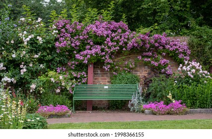 Velchenblau rambling rose with purple magenta flowers surrounding a green bench, at Eastcote House Gardens, historic walled garden tended by community volunteers in Eastcote, north west London UK. - Shutterstock ID 1998366155