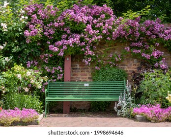 Velchenblau rambling rose with purple magenta flowers surrounding a green bench, at Eastcote House Gardens, historic walled garden tended by community volunteers in Eastcote, north west London UK. - Shutterstock ID 1998694646