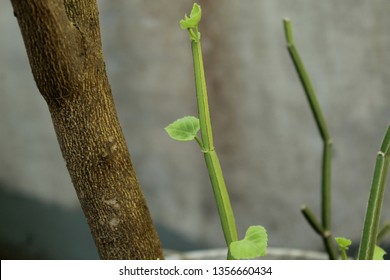 Veld Grape Plant