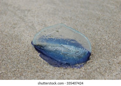 Velella Velella