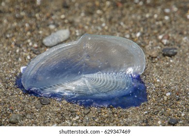 Velella Velella