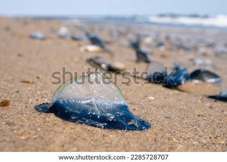 Velella (velella velella) or by-the-wind sailor washed up on the beach in Malibu, California USA