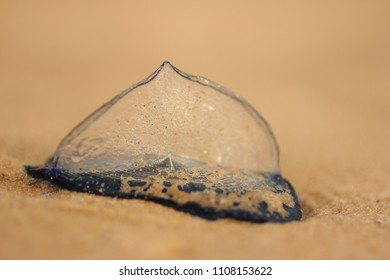 Velella Velella Mollusk