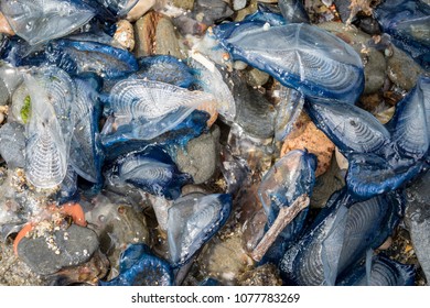 Velella Velella On The Beach In Spain.