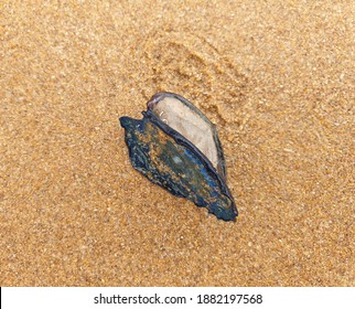 Velella Velellas On The Sand 