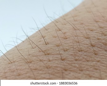 Vellus hair is short, thin, light-colored, and barely noticeable hair that develops on most of a person's body during childhood. very thin, smooth, and soft. isolated on white background