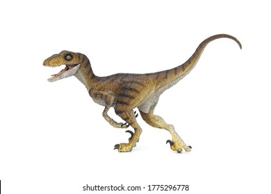 Velociraptor is is carnivorous dromaeosaurid dinosaur of the late Cretaceous period isolated on white background.