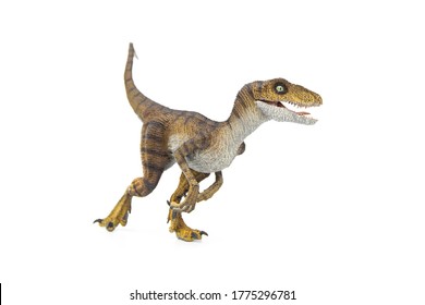 Velociraptor is is carnivorous dromaeosaurid dinosaur of the late Cretaceous period isolated on white background. - Shutterstock ID 1775296781