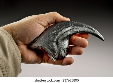 Velociraptor Claw Also Called Raptor Claw.