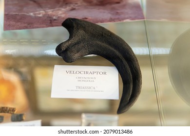 Velociraptor Claw Also Knowned As Raptor Claw. Fossil Dinosaur Bones. Selective Focus. August 17th. Barnaul, Russia.