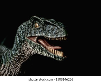 Velociraptor Dinosaur on black  background   .