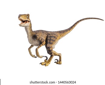 Velociraptor Dinosaurier auf weißem Hintergrund.