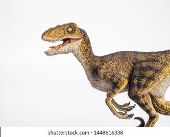 Velociraptor Dinosaur on white background .