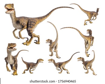 Velociraptor Dinosaurier auf weißem Hintergrund.