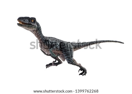 Velociraptor  ,dinosaur on white background  .