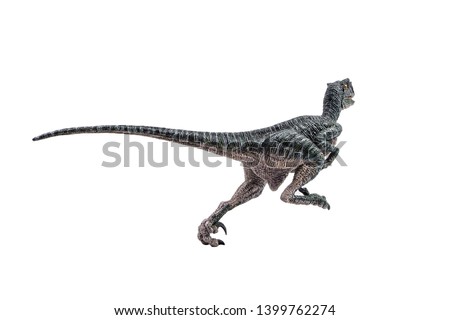 Velociraptor  ,dinosaur on white background  .