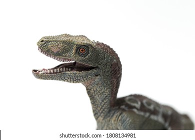 Velociraptor dinosaurs toy isolated on white background