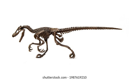 Velociraptor fossil skeleton is carnivore dinosaur lived on cretaceous period isolated on white background.