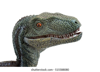 Velociraptor on white background