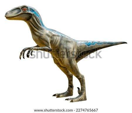 Velociraptor (Raptor) is a carnivore genus of small dromaeosaurid dinosaur that lived in Asia during the Late Cretaceous epoch, Velociraptor (Raptor) isolated on white background with clipping path