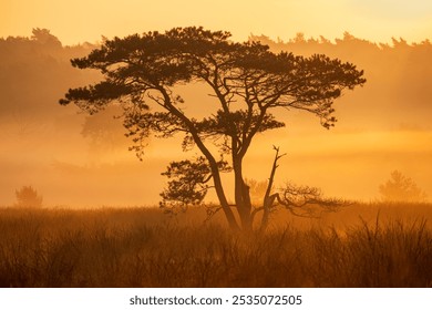 Veluwe meets Africa – A solitary tree on the heath during a golden misty sunrise. he solitary pine tree on the heath during a misty morning, with the rising sun casting a delightful golden glow. - Powered by Shutterstock