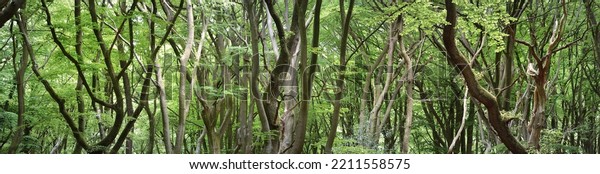 Veluwe national park, the Netherlands. Mighty\
deciduous beech trees, tree trunks, green leaves. Spring forest.\
Soft sunlight. Picturesque panoramic scenery. Nature, ecology,\
environment, ecotourism