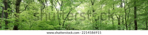Veluwe national park, the Netherlands. Mighty\
deciduous beech trees, tree trunks, green leaves. Spring forest.\
Soft sunlight. Picturesque panoramic scenery. Nature, ecology,\
environment, ecotourism