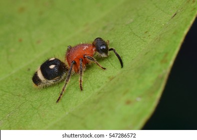 Velvet Ant