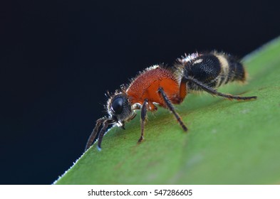 Velvet Ant