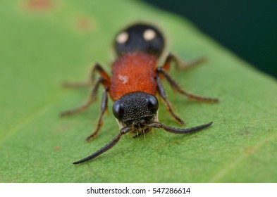 Velvet Ant