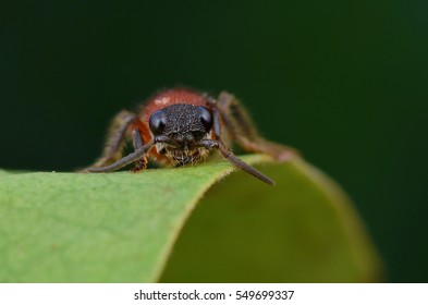 Velvet Ant