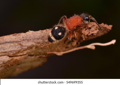 Velvet Ant