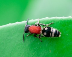 Velvet Ant Or Cow Killer Ant (hymenoptera: Mutillidae: Radoszkowskius Oculata) Crawling On A Green Leaf

