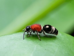 Velvet Ant Or Cow Killer Ant (hymenoptera: Mutillidae: Radoszkowskius Oculata) Crawling On A Green Leaf

