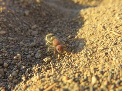 Velvet Ant On The Sand Late Afternoon