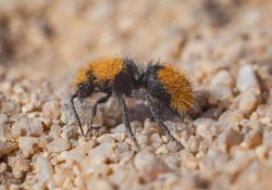 Velvet Ant (wingless Wasp Female) Macro Shot