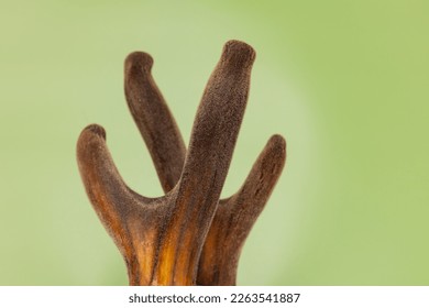 Velvet antler in green background. cartilaginous antler in a precalcified growth stage of deer, covered in a hairy, velvet-like skin, sold in China as Chinese medicine, in USA dietary supplement - Powered by Shutterstock