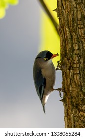 Velvet Fronted Nuthatch