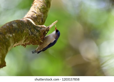 Velvet Fronted Nuthatch India