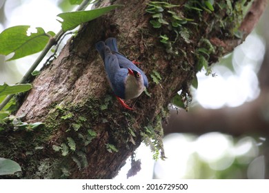 A Velvet Fronted Nuthatch Searching For Food