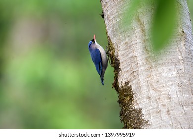 Velvet Fronted Nuthatch, Sitta Frontalis