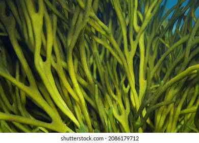 Velvet horn seaweed, green alga Codium tomentosum close up, underwater in the ocean, Eastern Atlantic, Spain, Galicia