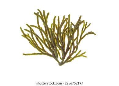 Velvet horn or spongeweed seaweed isolated on white. Codium tomentosum green alga branch - Shutterstock ID 2256752197