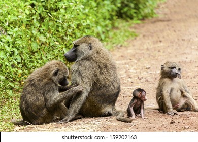 537 Velvet monkey Images, Stock Photos & Vectors | Shutterstock