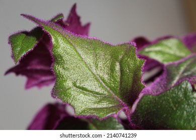 Velvet Plant Purple Passion - Gynura Aurantiaca